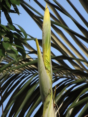 Phenakospermum guyannense