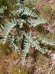 Astragalus douglasii