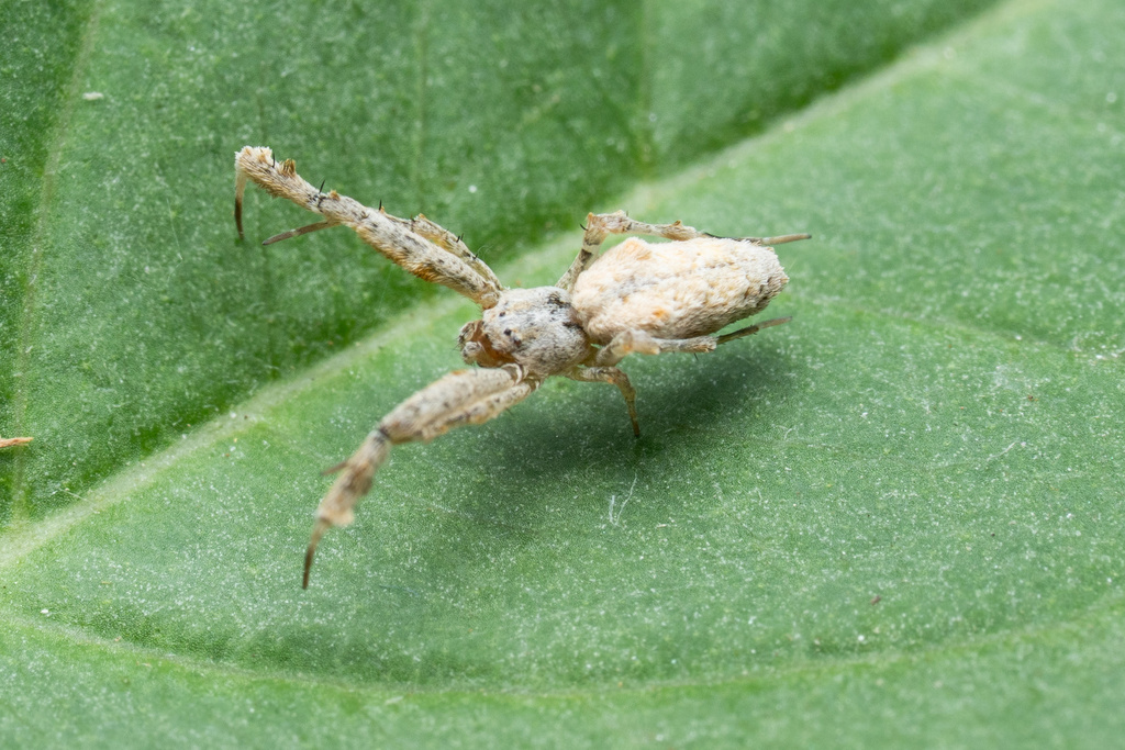 hackled orb weavers