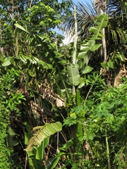 Phenakospermum guyannense