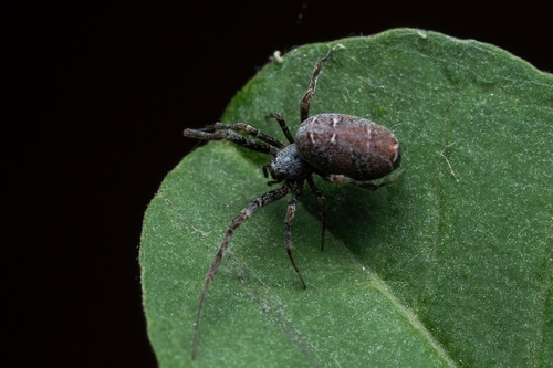 Philoponella vittata