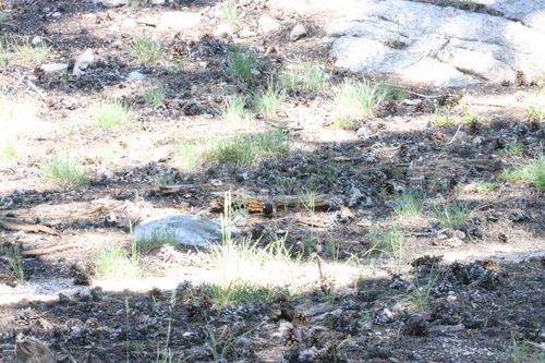 iNaturalist observation photo of Dark-eyed Junco