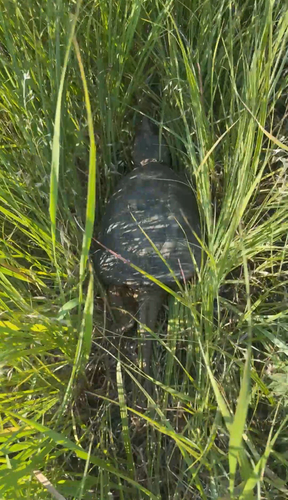 Common Snapping Turtle
