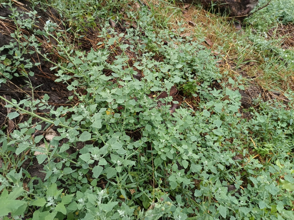 Chenopodium opulifolium; photograph (c) Vladimír Fuka, some rights reserved (CC BY)