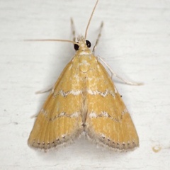 Xanthophysa psychicalis