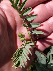 Astragalus douglasii