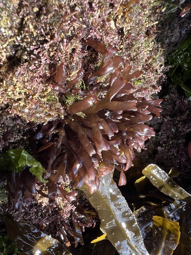 Mazzaella affinis observed 2026-07-29