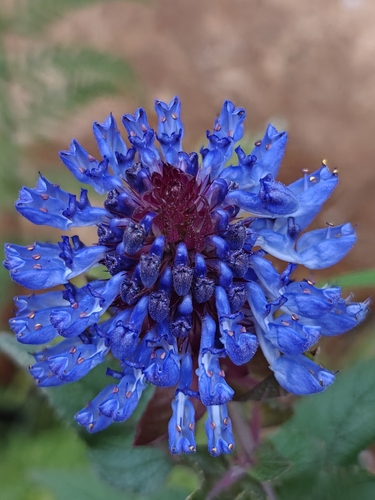 Large Hedgehog-Flower