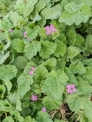 Erodium malacoides, photograph (c) Joaquín Krasuk, some rights reserved (CC BY)