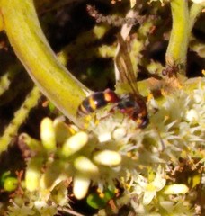 Tanyoprymnus moneduloides