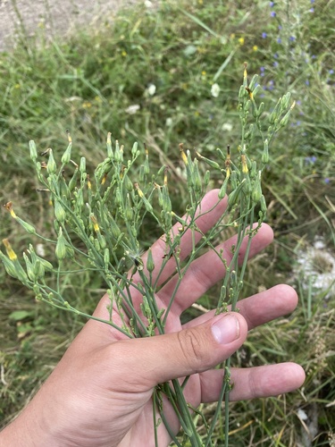 Lactuca quercina