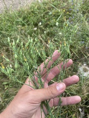 Lactuca quercina