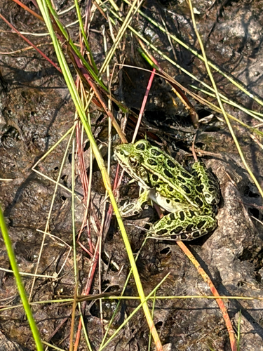 Northern Leopard Frog