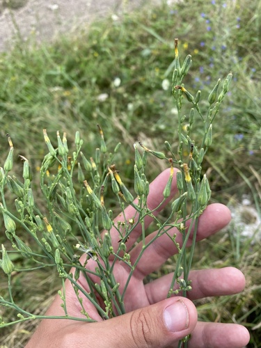 Lactuca quercina, photograph 2