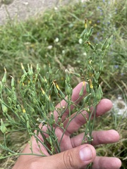 Lactuca quercina, photograph (c) Илья Руденко, some rights reserved (CC BY)