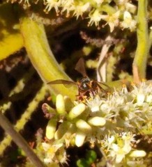 Tanyoprymnus moneduloides