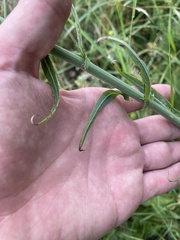 Lactuca quercina, photograph (c) Илья Руденко, some rights reserved (CC BY)