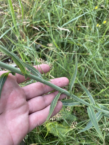 Lactuca quercina, photograph 4