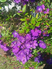 Pleroma semidecandrum