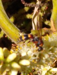 Tanyoprymnus moneduloides