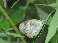 Colotis ione