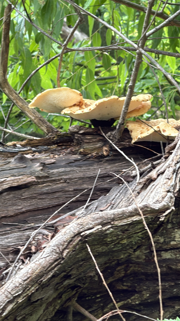 Dryad's Saddle · August 2026 · photo: Photo: (c) Jude Kesl, some rights reserved (CC BY) · iNaturalist
