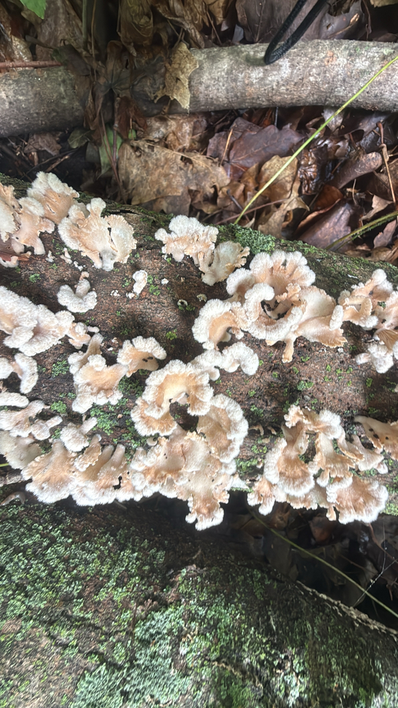 splitgill mushroom · August 2026 · photo: Photo: (c) Jude Kesl, some rights reserved (CC BY) · iNaturalist