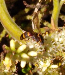 Tanyoprymnus moneduloides