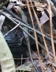Plestiodon laticeps