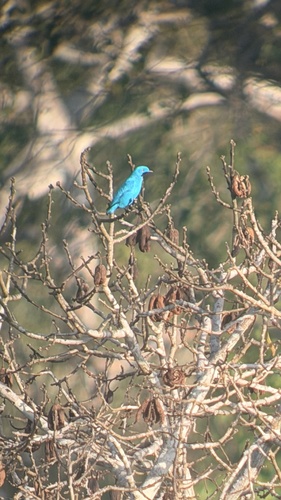 Plum-throated Cotinga (Cotinga maynana)