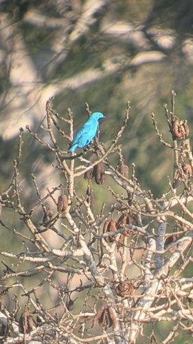 Plum-throated Cotinga (Cotinga maynana), photo 2