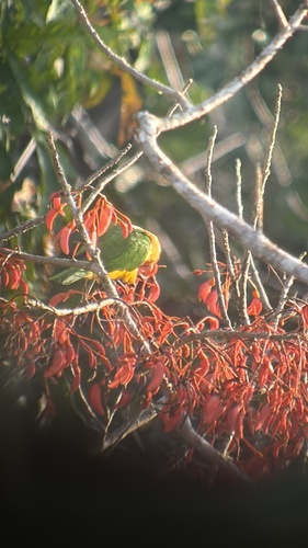 White-bellied Parrot (Pionites leucogaster), photo 4