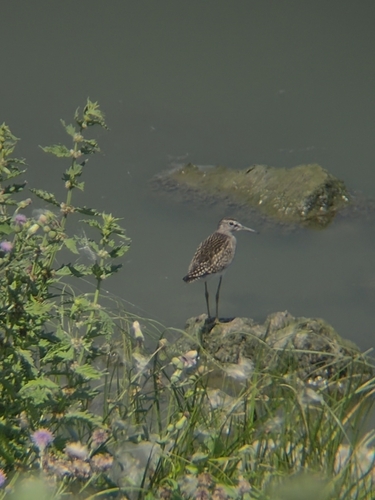 Wood Sandpiper