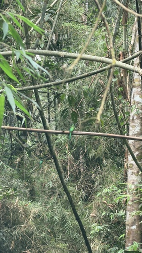 Bluish-fronted Jacamar (Galbula cyanescens), photo 4