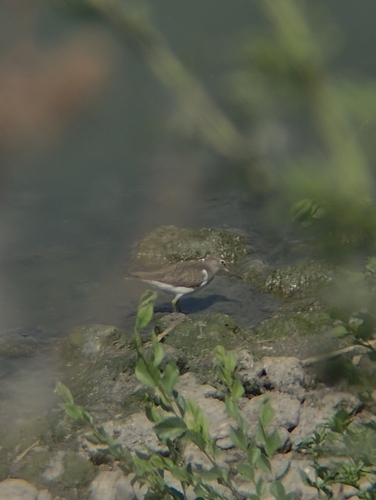 Common Sandpiper