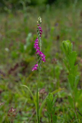 austral ladies'-tresses
