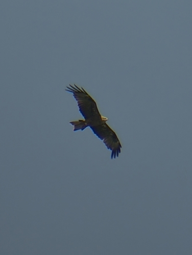 Black Kite