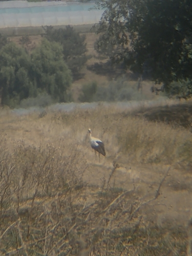 White Stork