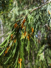 Gymnotelium blasdaleanum