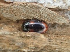 Diaclina testudinea