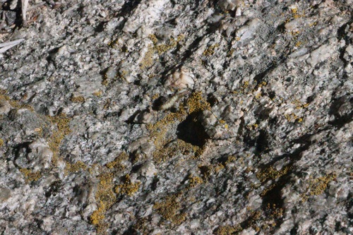 iNaturalist observation photo of Insects