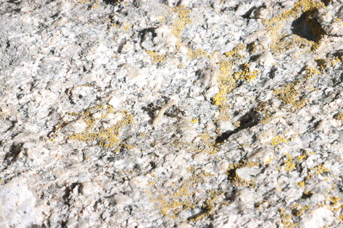 iNaturalist observation photo of fusca-group Field Ants and Allies