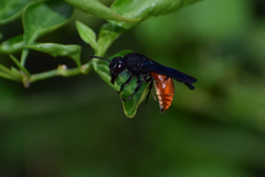 Anterhynchium abdominale