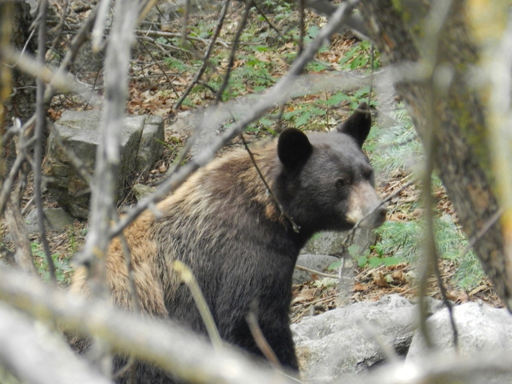 New Mexico Black Bear from Along Sandia Crest Road on August 22, 2012 ...