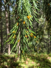 Gymnotelium blasdaleanum