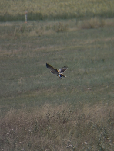 Booted Eagle