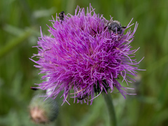 Cirsium texanum