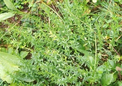 Genista germanica, photograph (c) Николай Соболев, some rights reserved (CC BY)