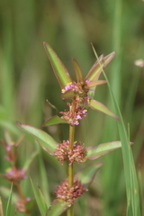 Ammannia crassicaulis