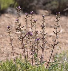 Astragalus minthorniae